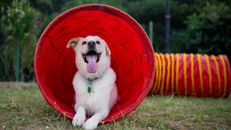 Camping mit Ihrem Hund in Kroatien | Camps Cres & Losinj Camping Cres Loinj