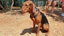 Introduzione del progetto Camping cum cane® nel campeggio Baldarin