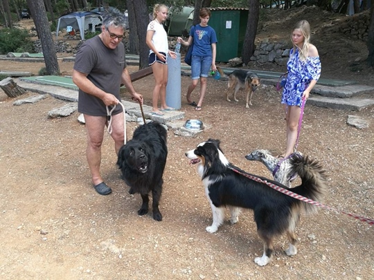 Camping Laboe Mit Hund Camping mit Hund Wie gewöhne ich meinen Hund