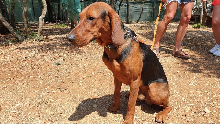 Ein braun-schwarzer Hund sitzt auf einem Schotterweg mit Menschen im Hintergrund