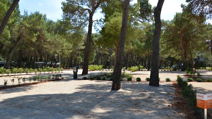 A peaceful campsite surrounded by tall pine trees