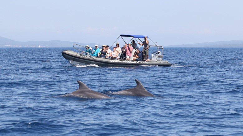 Dolphin watching tour