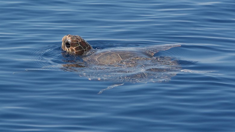 Sea turtle