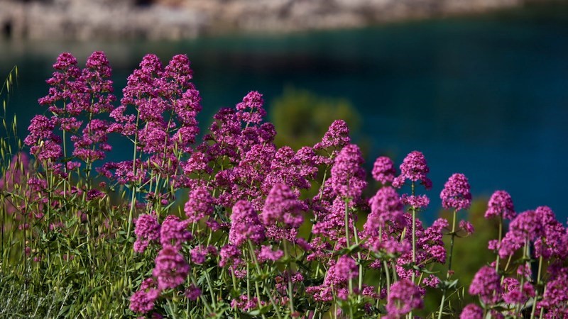 Pink flowers blooming by the sea