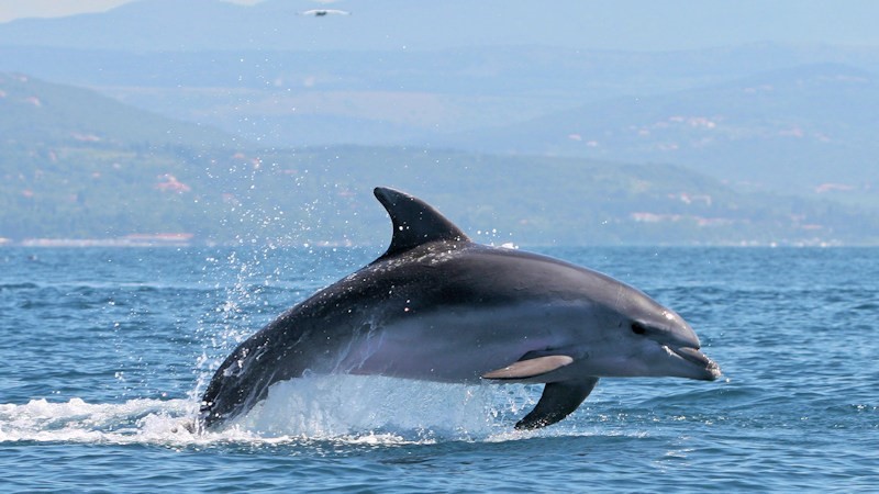 A dolphin leaping out of the water